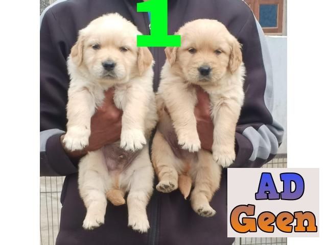 used Golden Retriever Good Quality Heavy Bone Golden Retriever Puppies Available in Delhi for sale 